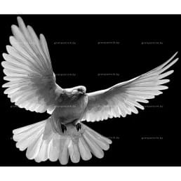 Гравировка птицы №2