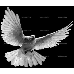 Гравировка птицы №2